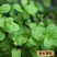 种子留兰香薄荷种子可食用香草种子系列种子四季播种多年