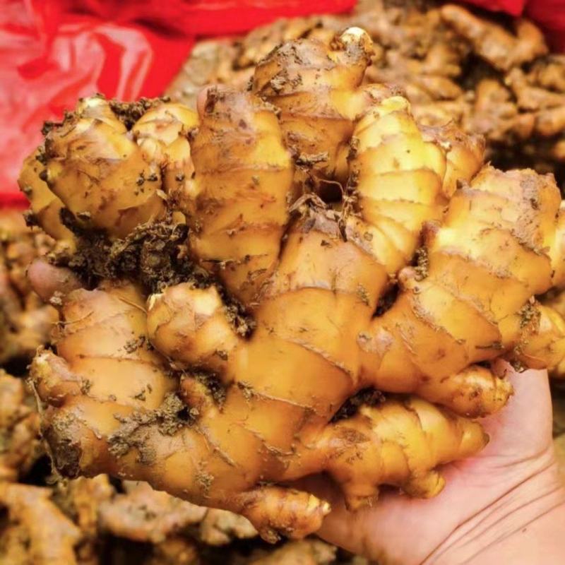 湖南高山姜的品种以小黄姜为主，是小黄姜品种中的佼佼者。