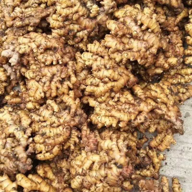 湖南高山姜的品种以小黄姜为主，是小黄姜品种中的佼佼者。