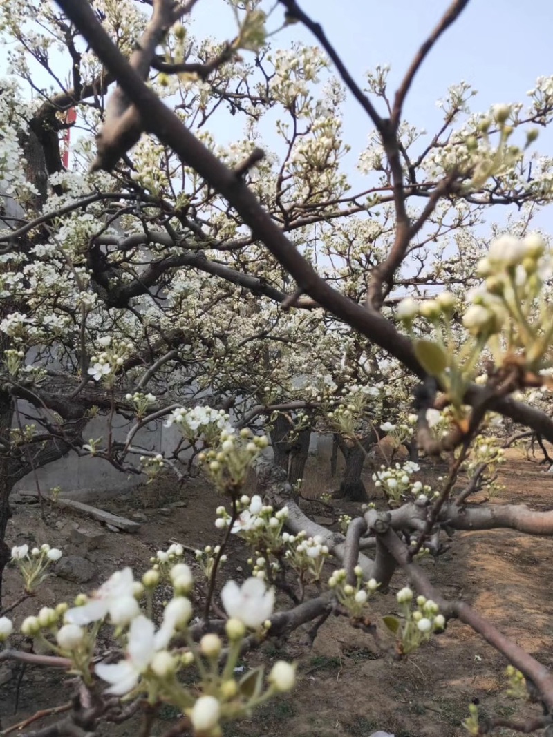 梨花粉，雪梨花粉，鸭梨花粉，苹果花粉，花粉基地价格实惠