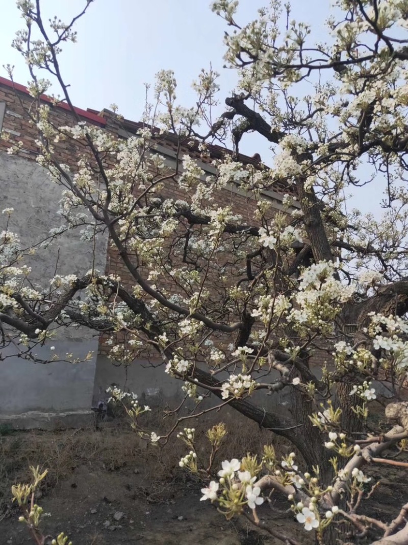 梨花粉，雪梨花粉，鸭梨花粉，苹果花粉，花粉基地价格实惠