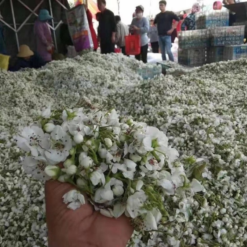 梨花粉，雪梨花粉，鸭梨花粉，苹果花粉，花粉基地价格实惠