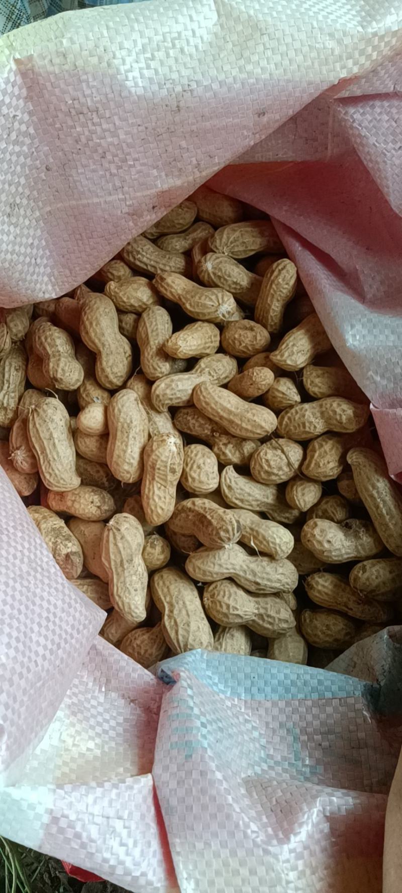 河南开封鲜花生，纯沙地，大量上市产地直供，欢迎您合作