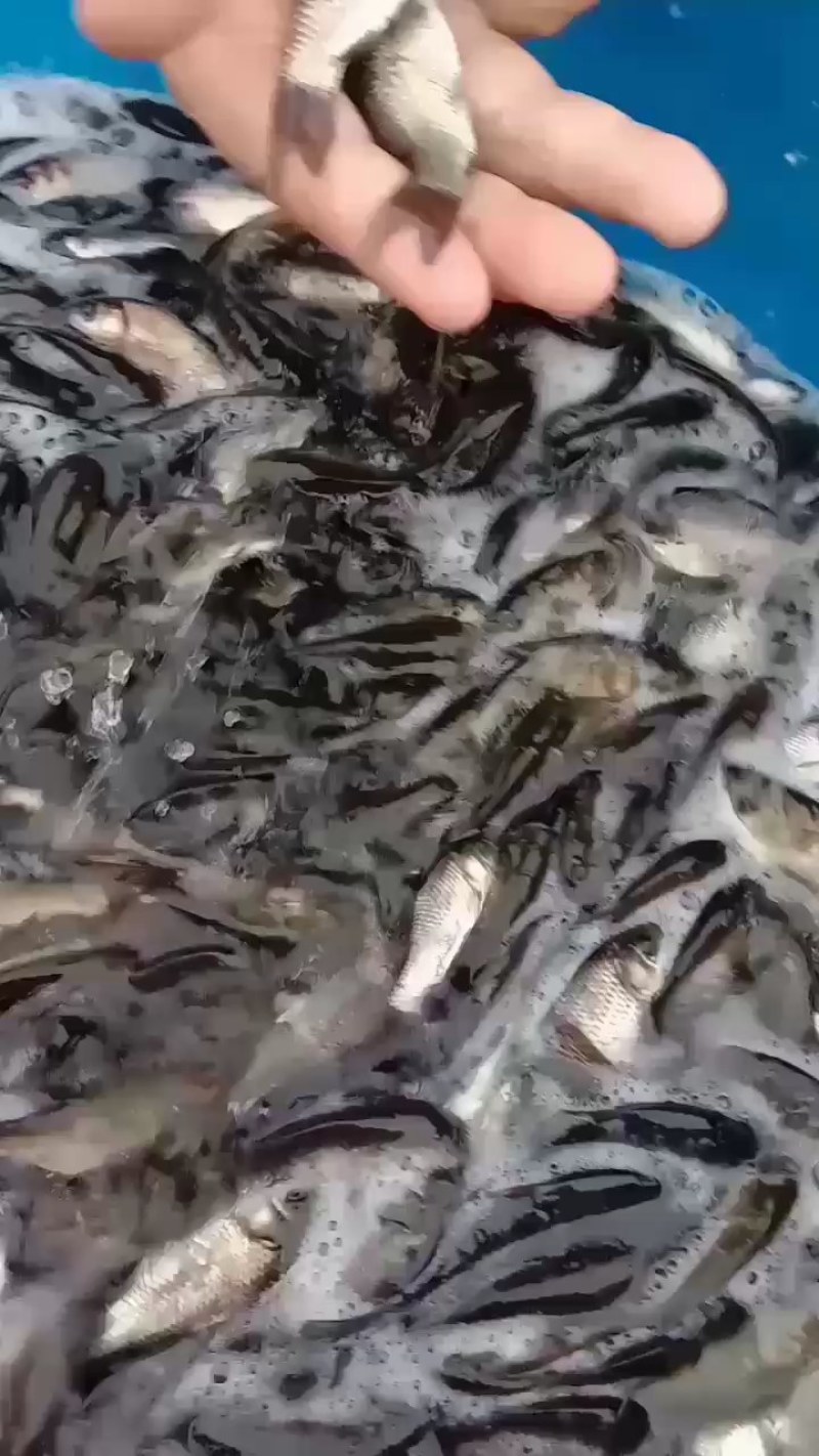 鲫鱼苗提供养殖技术和池塘消毒，规格齐全，