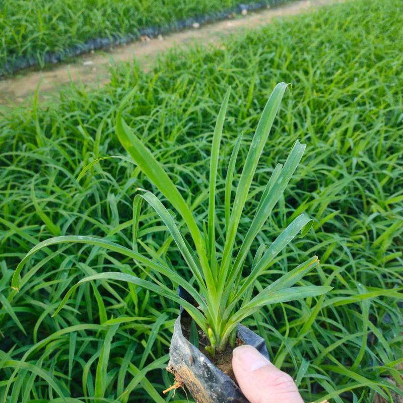大花萱草福建漳州大花萱草农户直销价大小规格袋苗