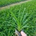 大花萱草福建漳州大花萱草农户直销价大小规格袋苗