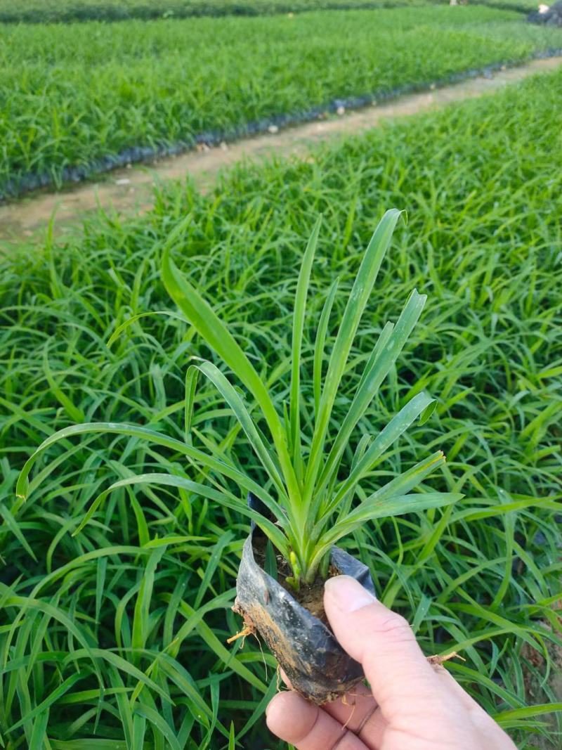 大花萱草福建漳州大花萱草农户直销价大小规格袋苗