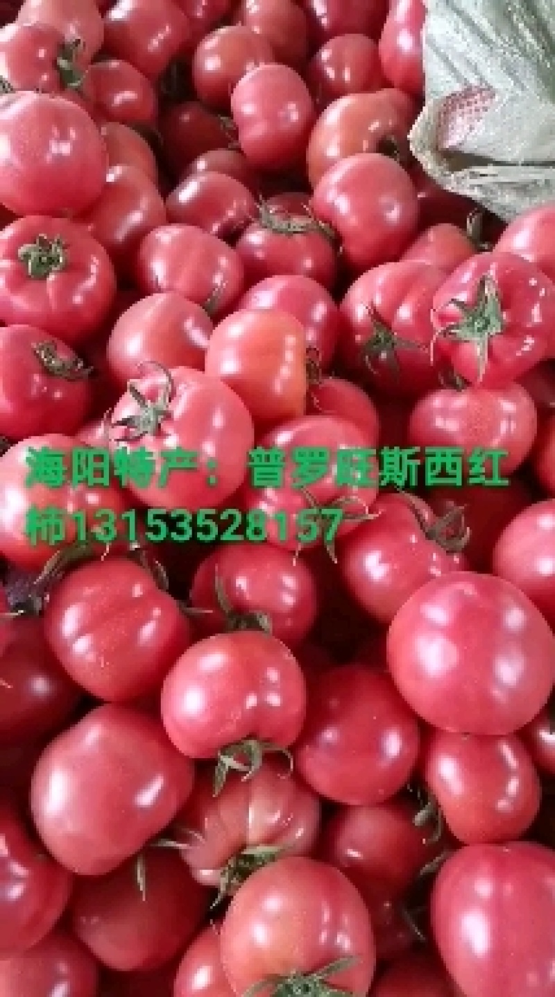 海阳市普罗旺斯西红柿，水果西红柿，沙瓤，品质保障