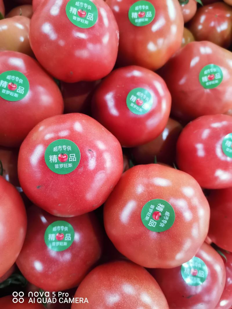 海阳市普罗旺斯西红柿，水果西红柿，沙瓤，品质保障