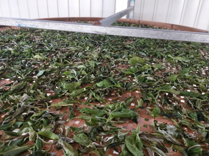 云南原产地正宗普洱茶月光白货源充足欢迎进店采购