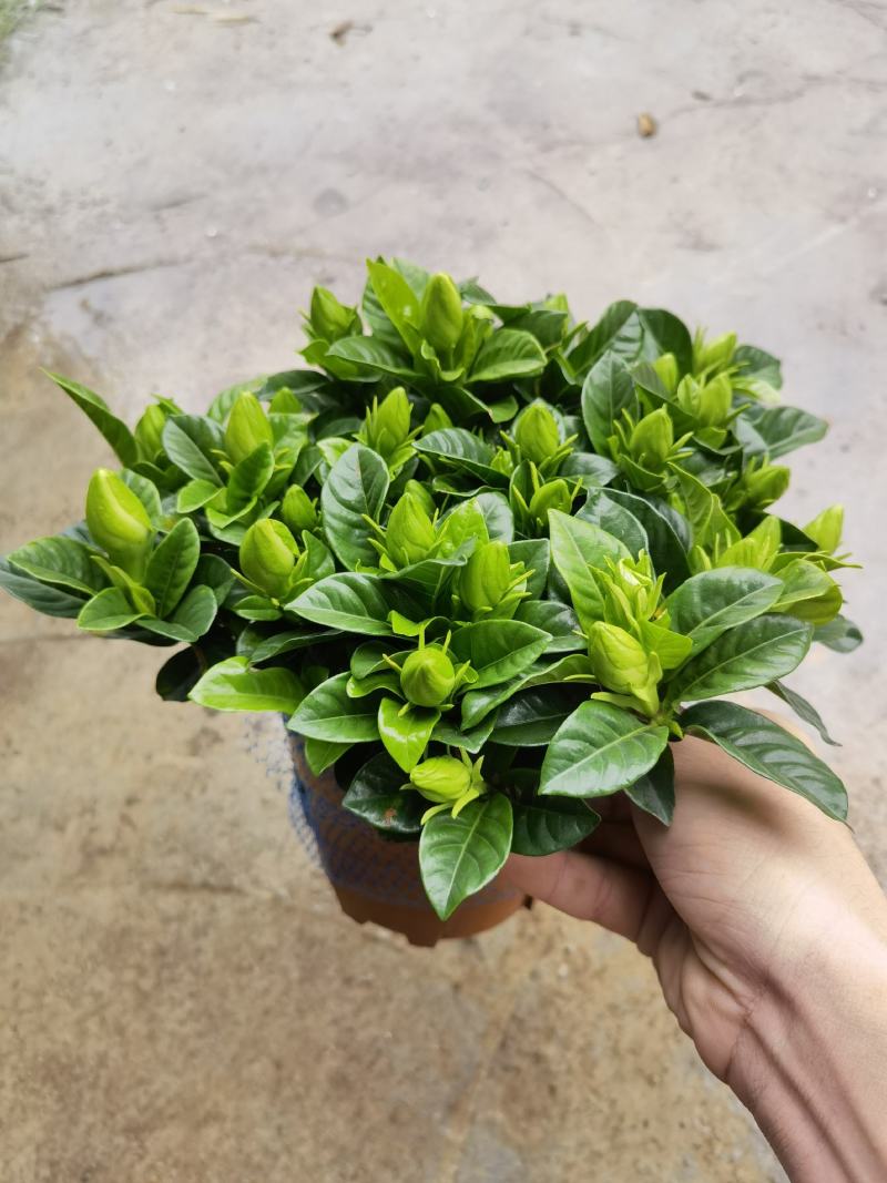 150桅子花