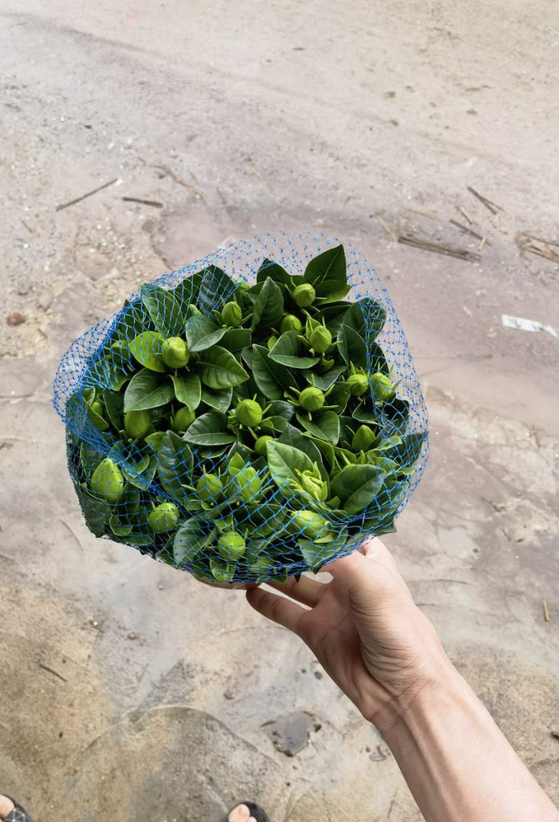 150桅子花
