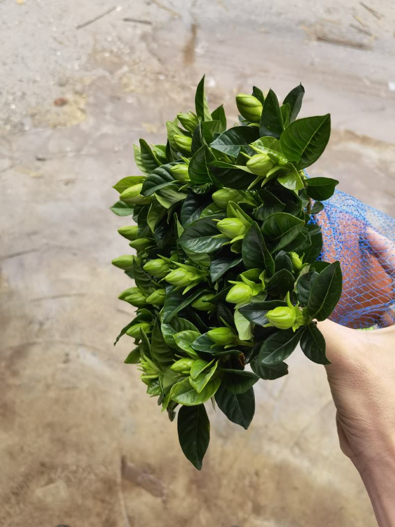 150桅子花