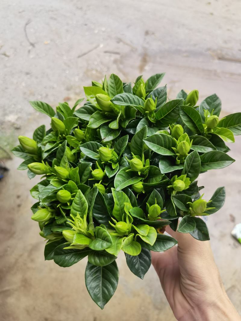 150桅子花