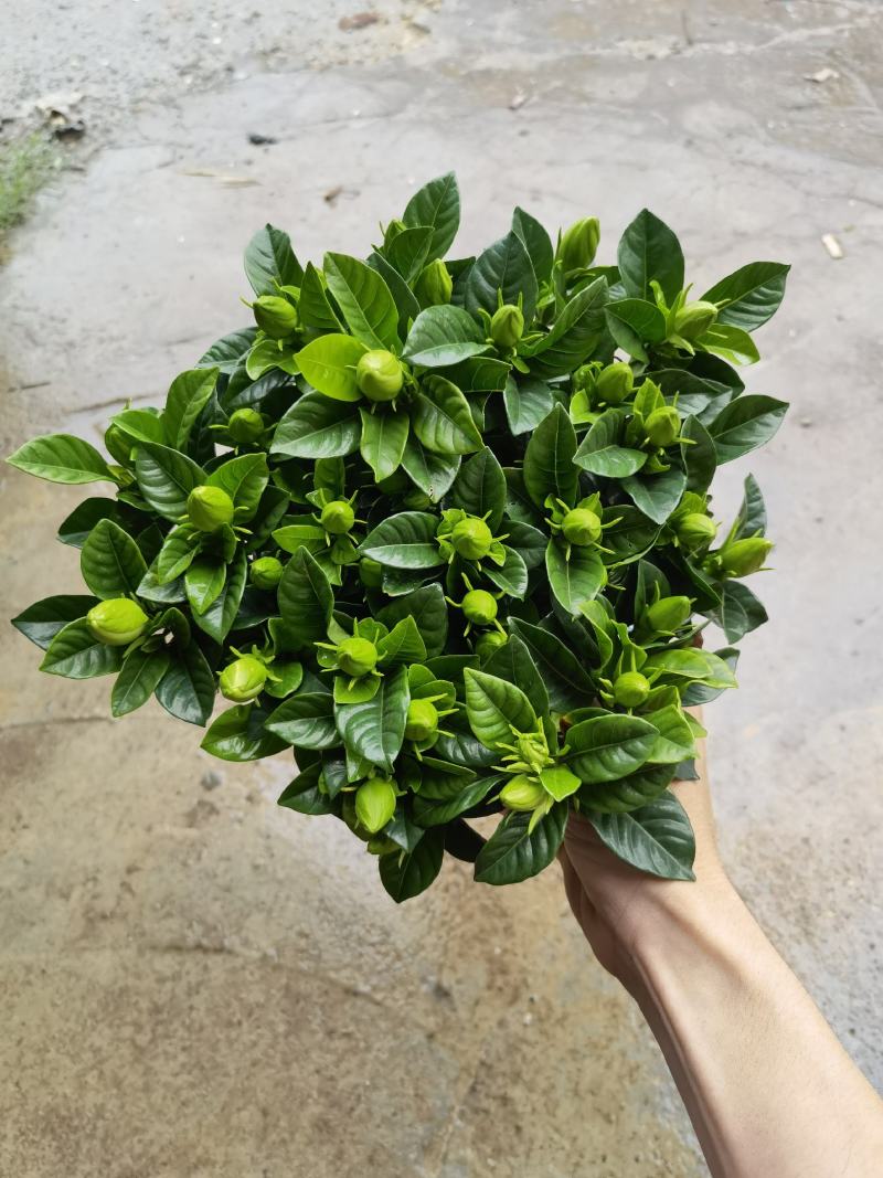 150桅子花