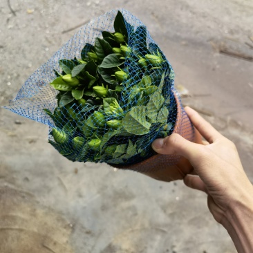150桅子花