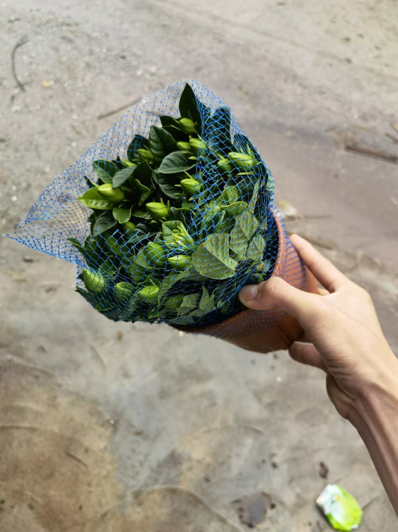 150桅子花
