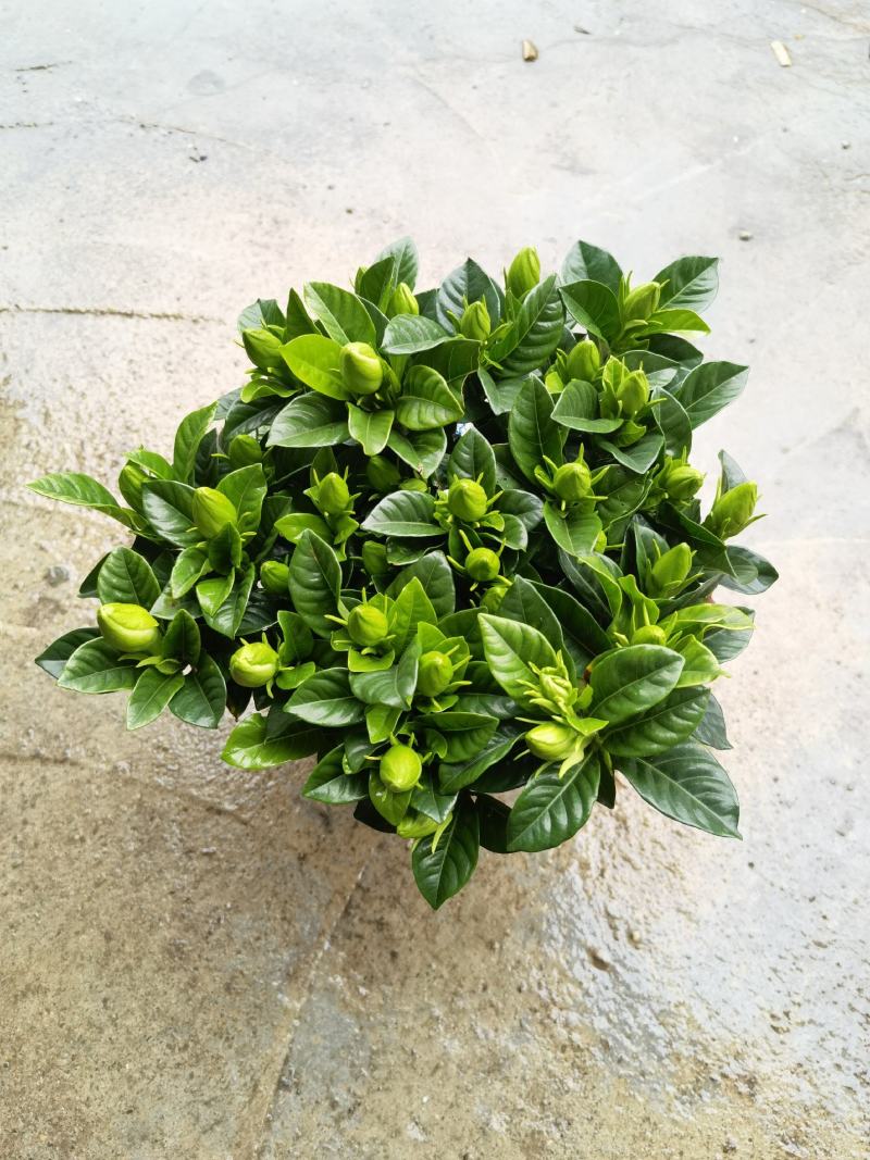 150桅子花