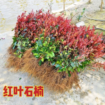红叶石楠红叶石楠苗红罗宾自产自销批发价