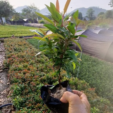 红车福建漳州红车农户直销价大小规格袋苗大量供应