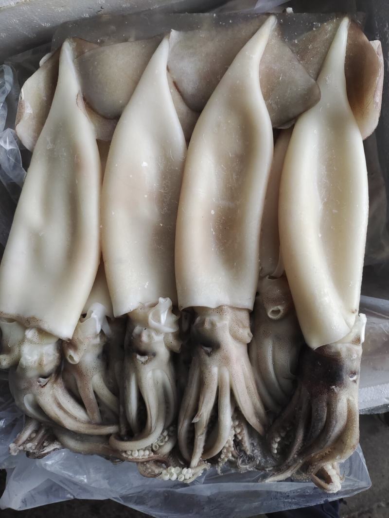 脆口去皮去内脏鱿鱼，不发水***化学物质。