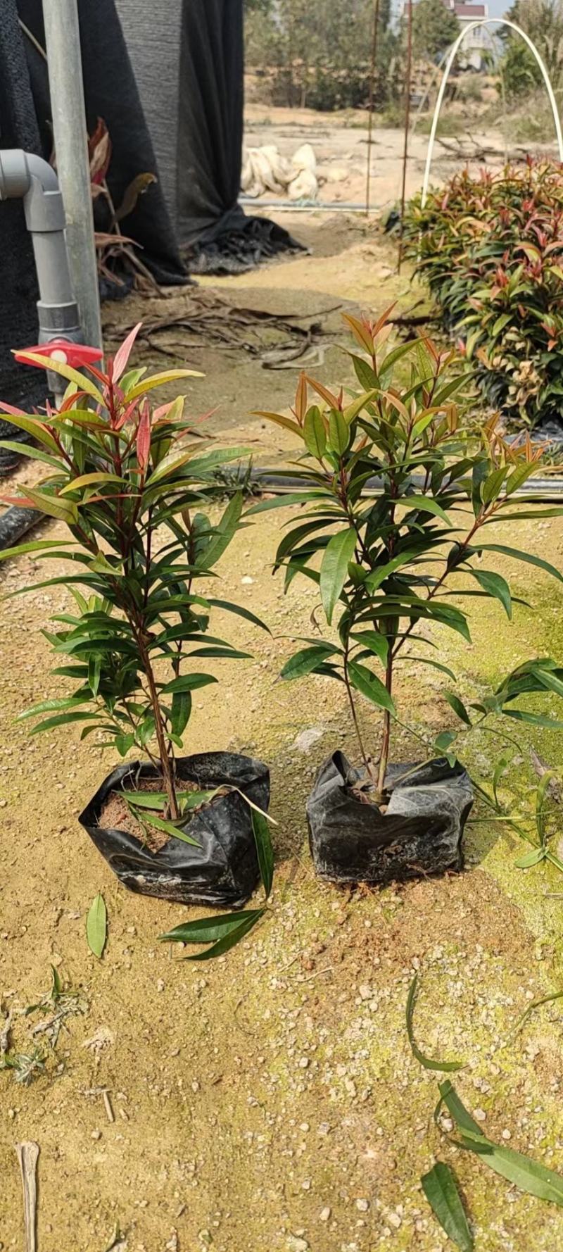 红车福建漳州红车农户直销价大小规格袋苗大量供应