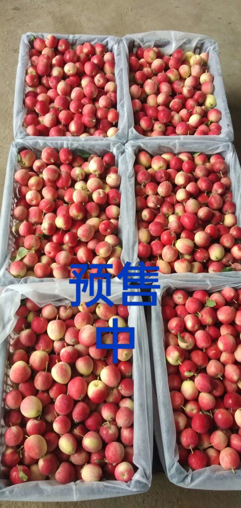 开原市七月红苹果，产地诚信代办，货源充足保证质量。