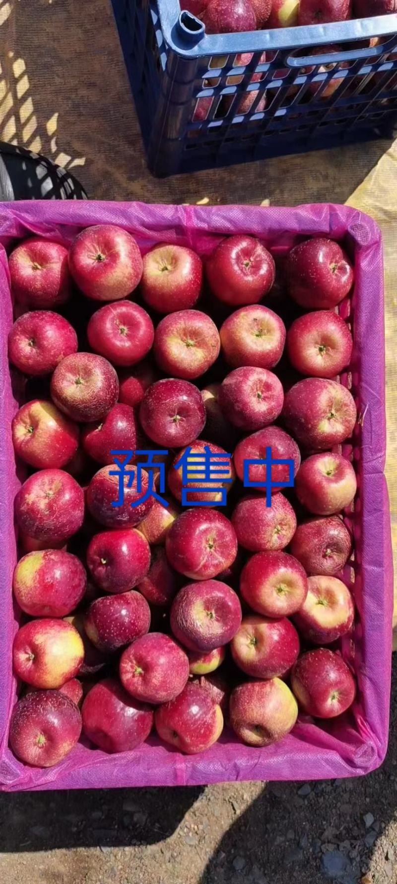 龙峰小苹果产地代办货源充足保证质量（水果主产区）