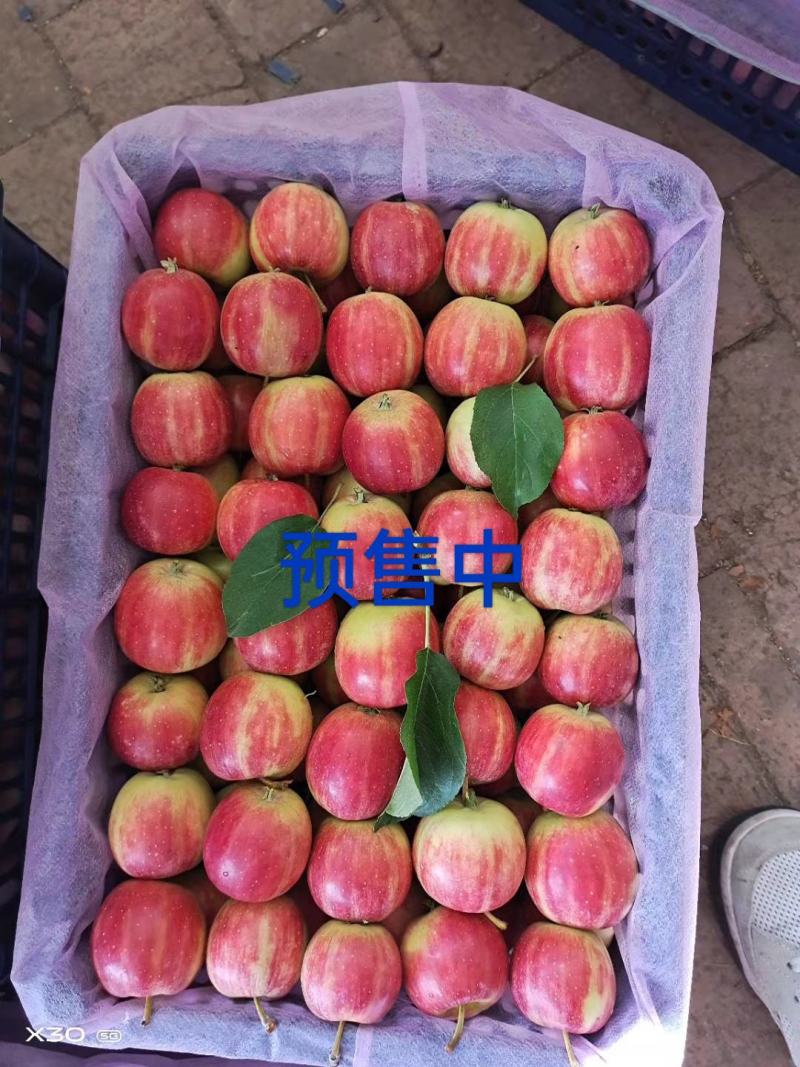 （水果主产区专业代办）产地诚信代办123小苹果。即将上市