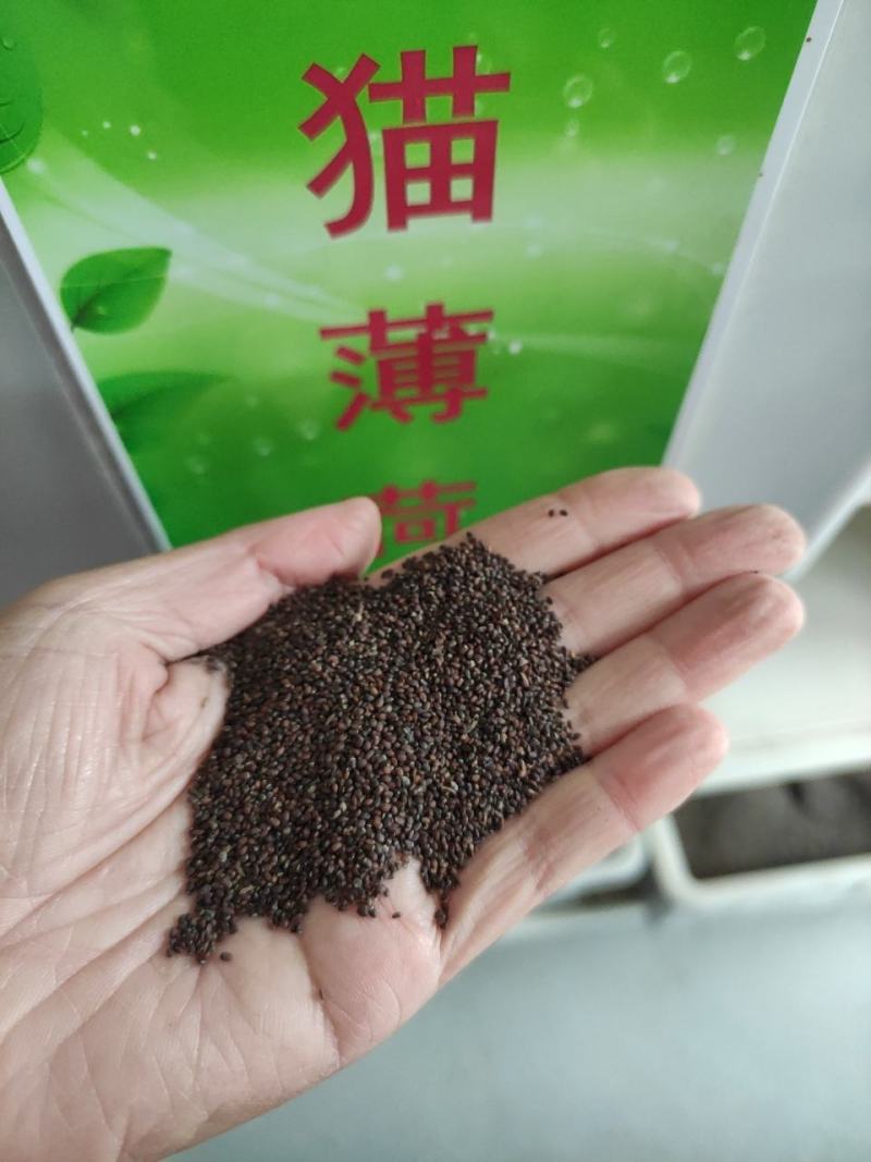 食用薄荷种子柠檬薄荷猫薄荷清凉驱蚊花草种子阳台盆栽四季薄