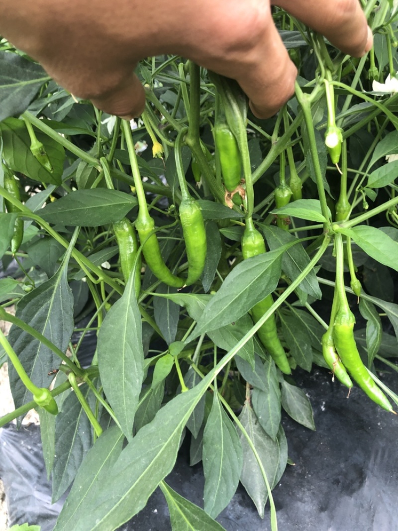 博白新苗2号杭椒大量供应