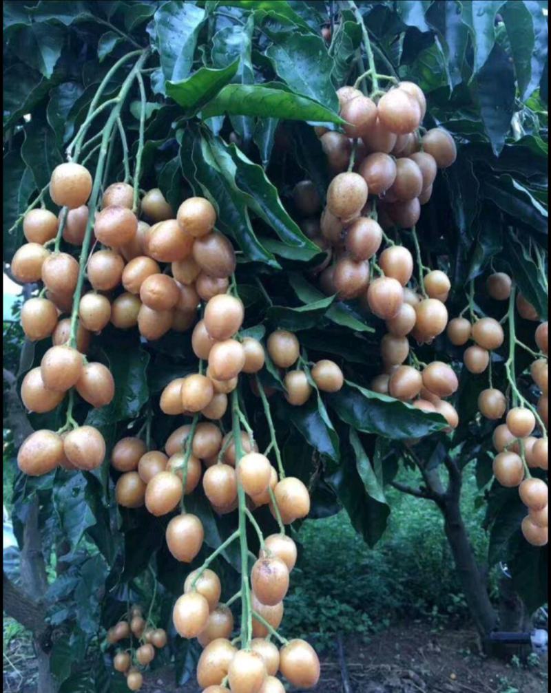 黑黄皮亦名黑金刚，嫁接口25公分起叶色清秀，打庄苗
