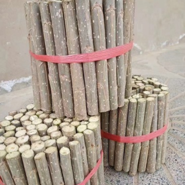 107杨树种条鲁林9号杨树种条扦插条扦插段扦插苗