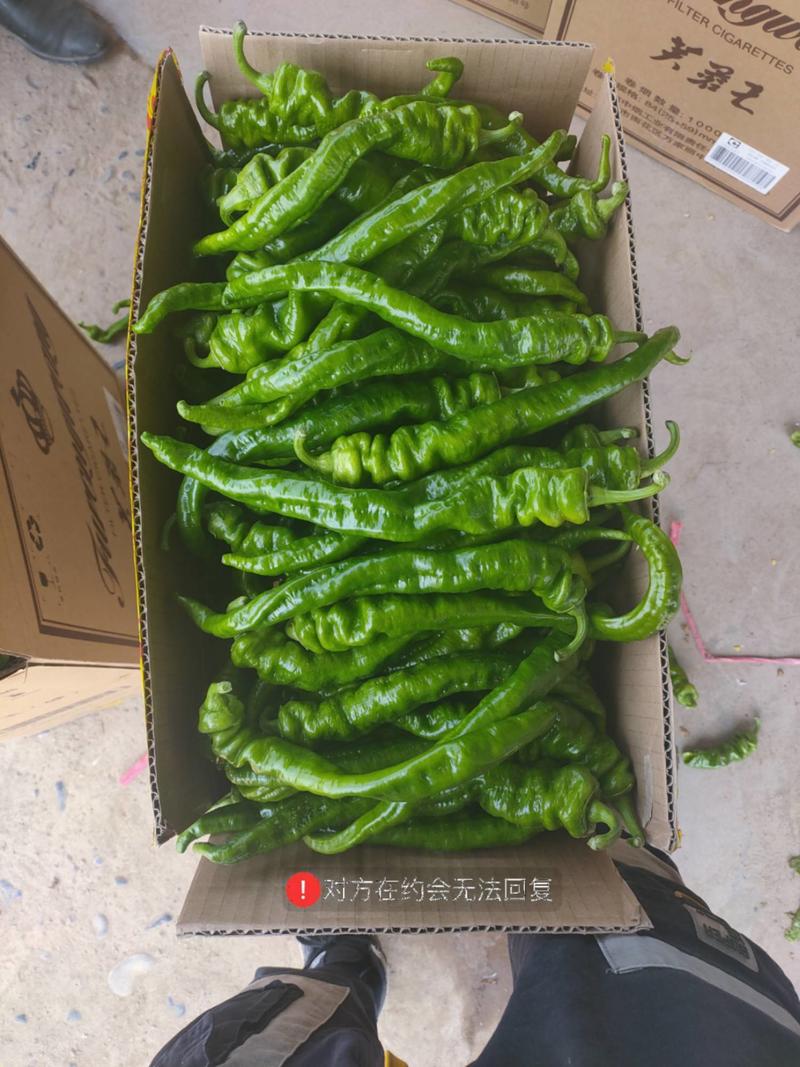 陕西省西安市阎良区螺丝椒线椒辣椒开始上市了需要的来选购了