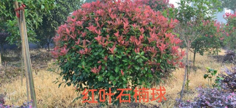 红叶石楠球高杆石楠树红叶李榆叶梅碧桃樱花海棠栾树紫薇法桐