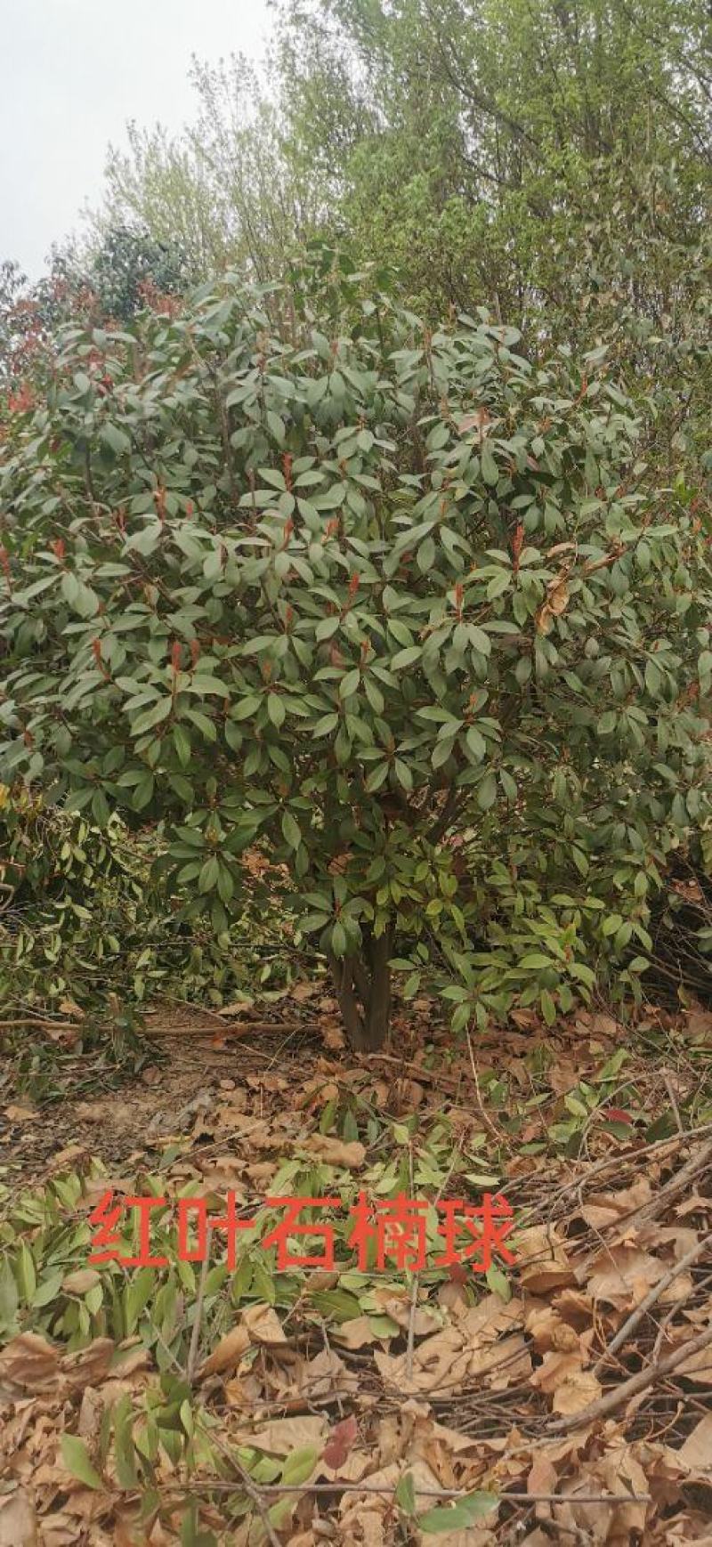 红叶石楠球高杆石楠树红叶李榆叶梅碧桃樱花海棠栾树紫薇法桐