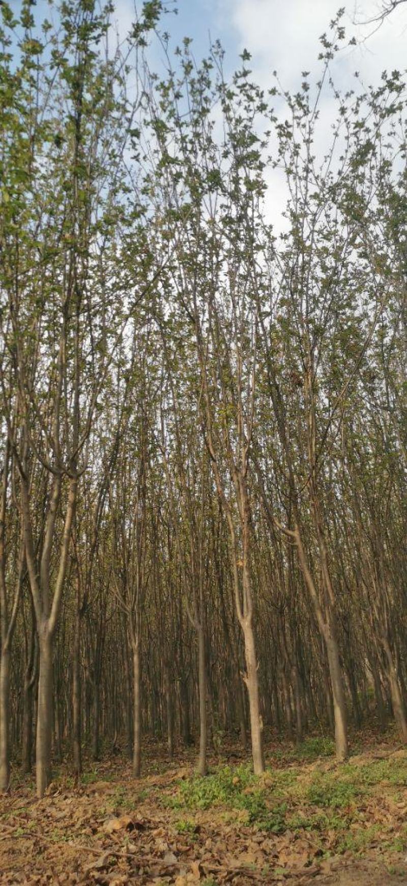 红叶石楠球高杆石楠树红叶李榆叶梅碧桃樱花海棠栾树紫薇法桐