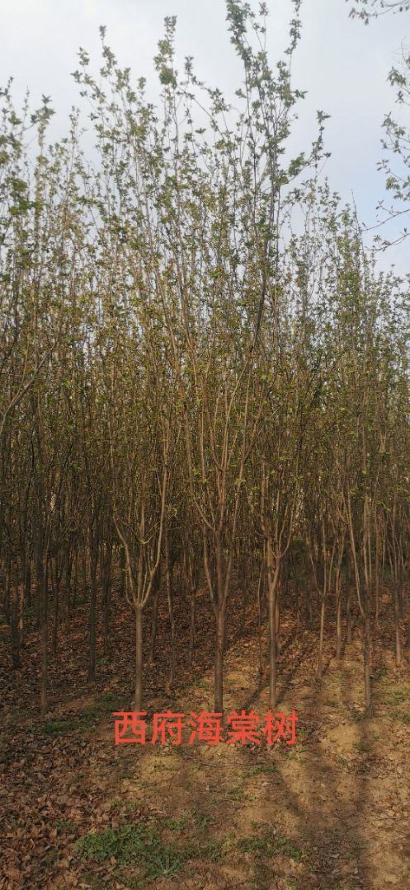 红叶石楠球高杆石楠树红叶李榆叶梅碧桃樱花海棠栾树紫薇法桐