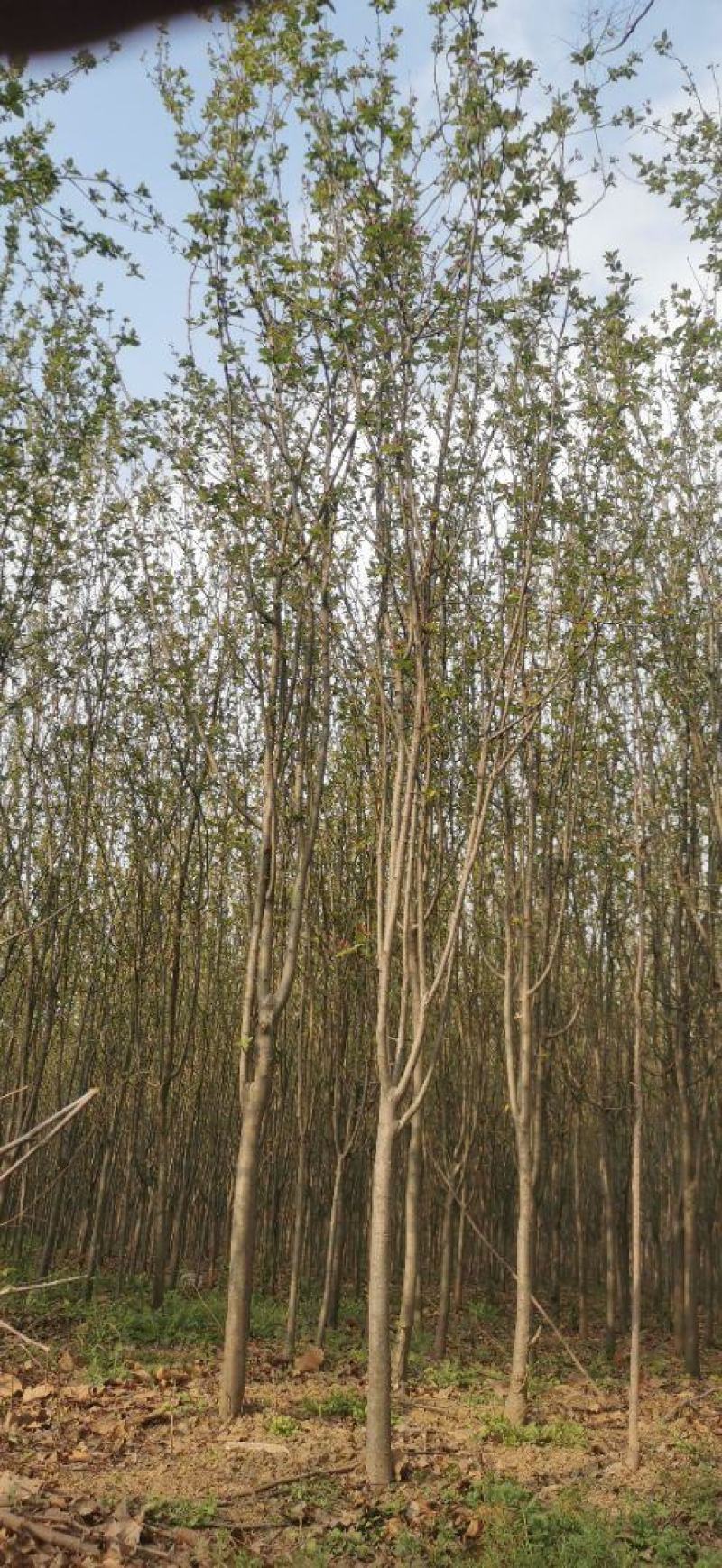红叶石楠球高杆石楠树红叶李榆叶梅碧桃樱花海棠栾树紫薇法桐