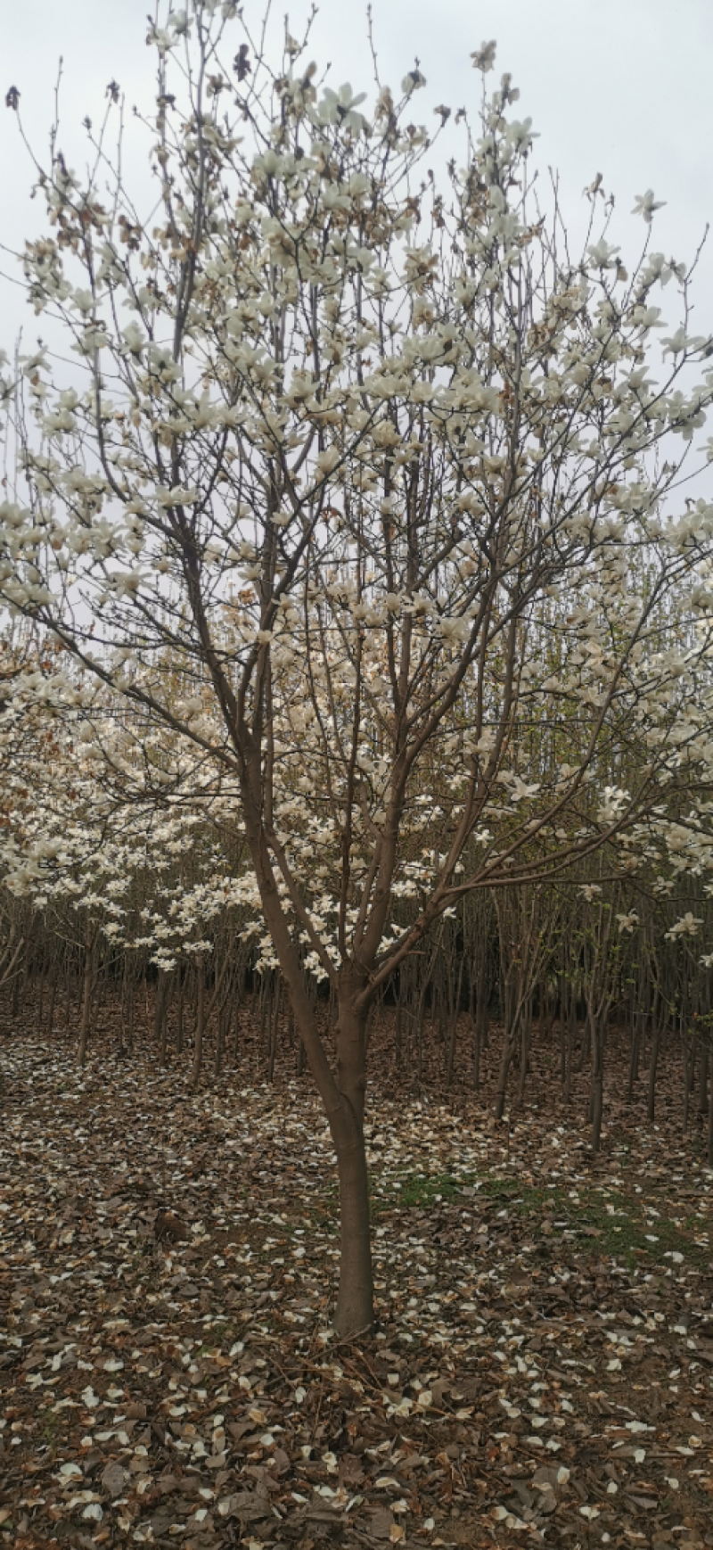 红叶石楠球高杆石楠树红叶李榆叶梅碧桃樱花海棠栾树紫薇法桐