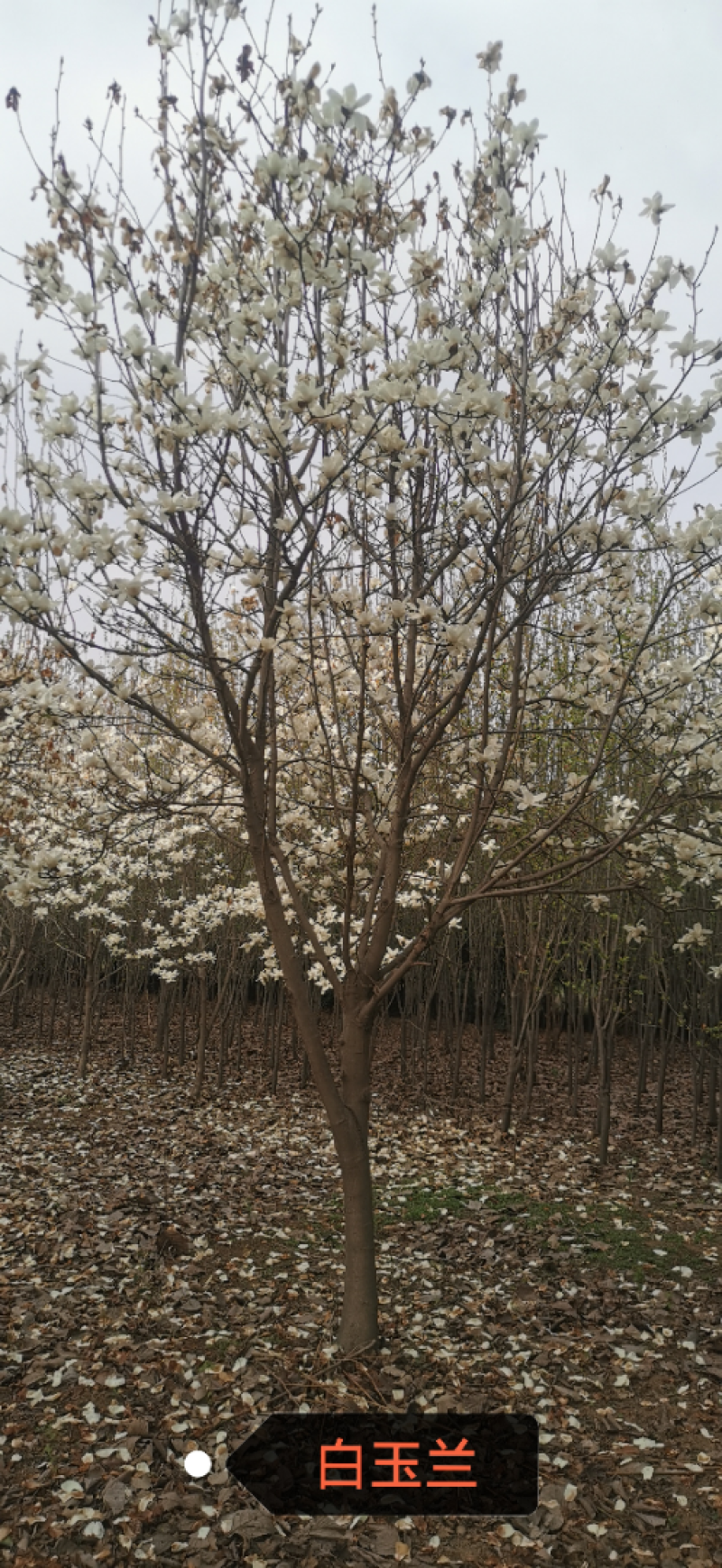 红叶石楠球高杆石楠树红叶李榆叶梅碧桃樱花海棠栾树紫薇法桐