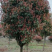 红叶石楠球高杆石楠树红叶李榆叶梅碧桃樱花海棠栾树紫薇法桐