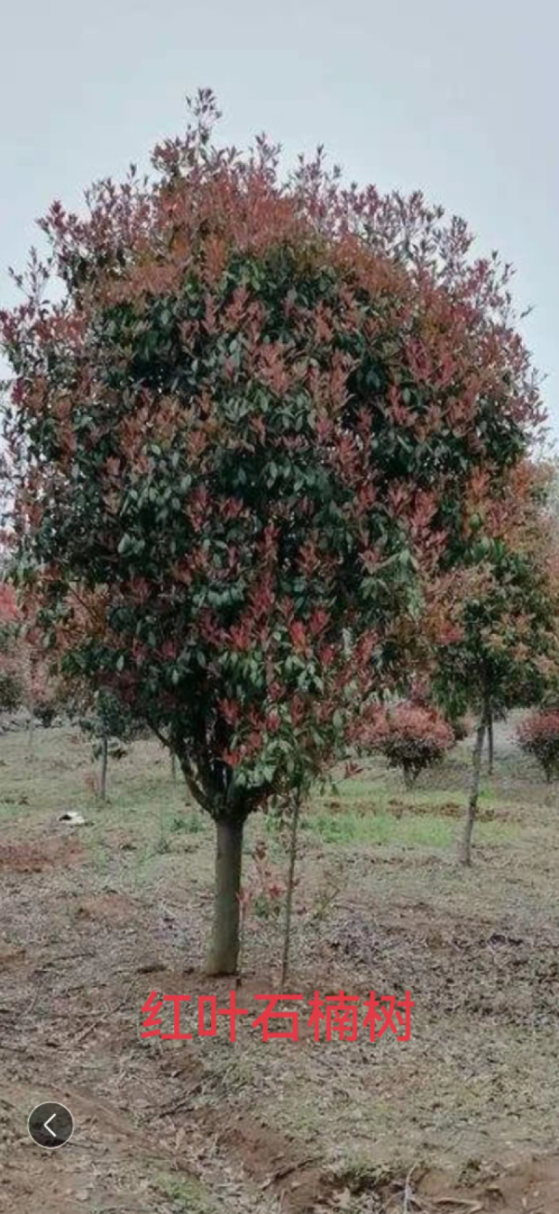 红叶石楠球高杆石楠树红叶李榆叶梅碧桃樱花海棠栾树紫薇法桐