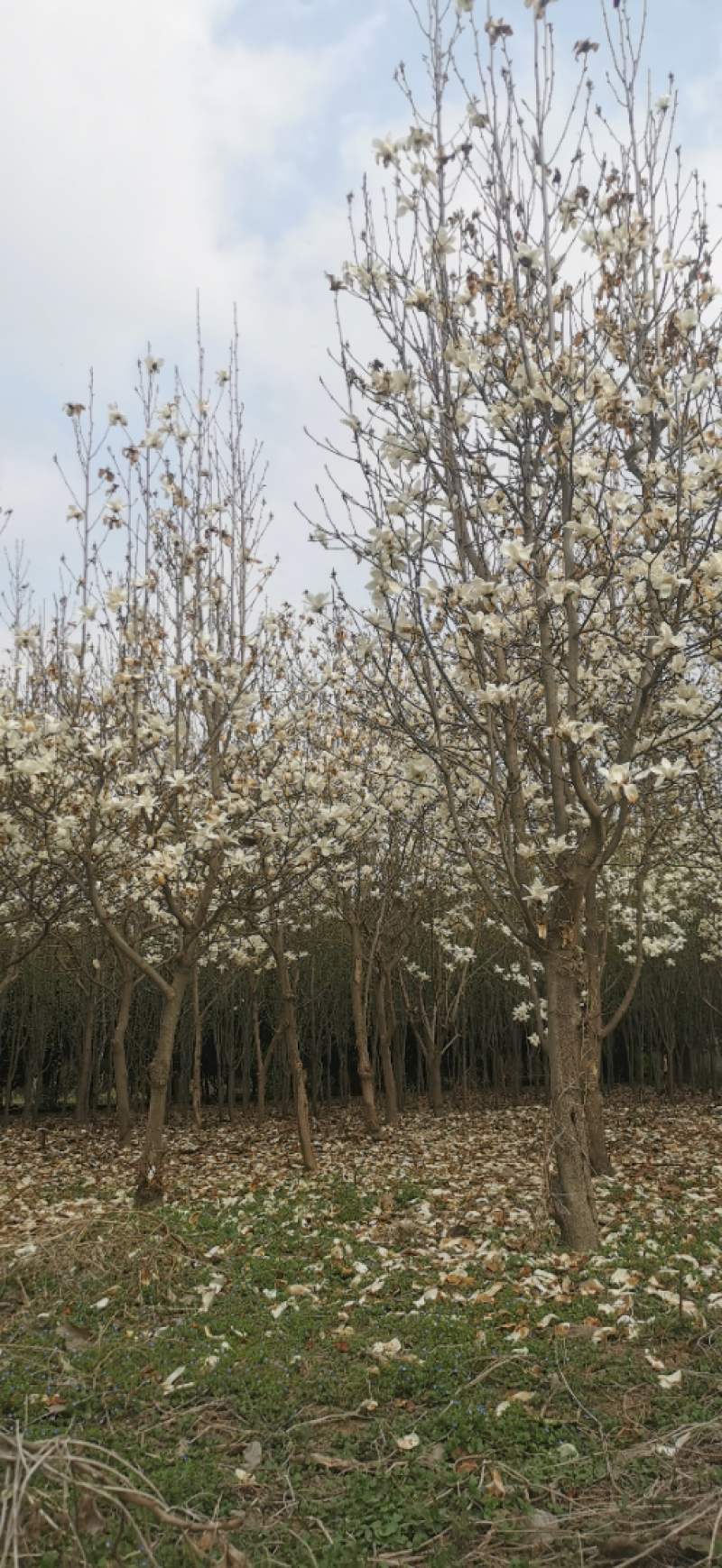 红叶石楠球高杆石楠树红叶李榆叶梅碧桃樱花海棠栾树紫薇法桐