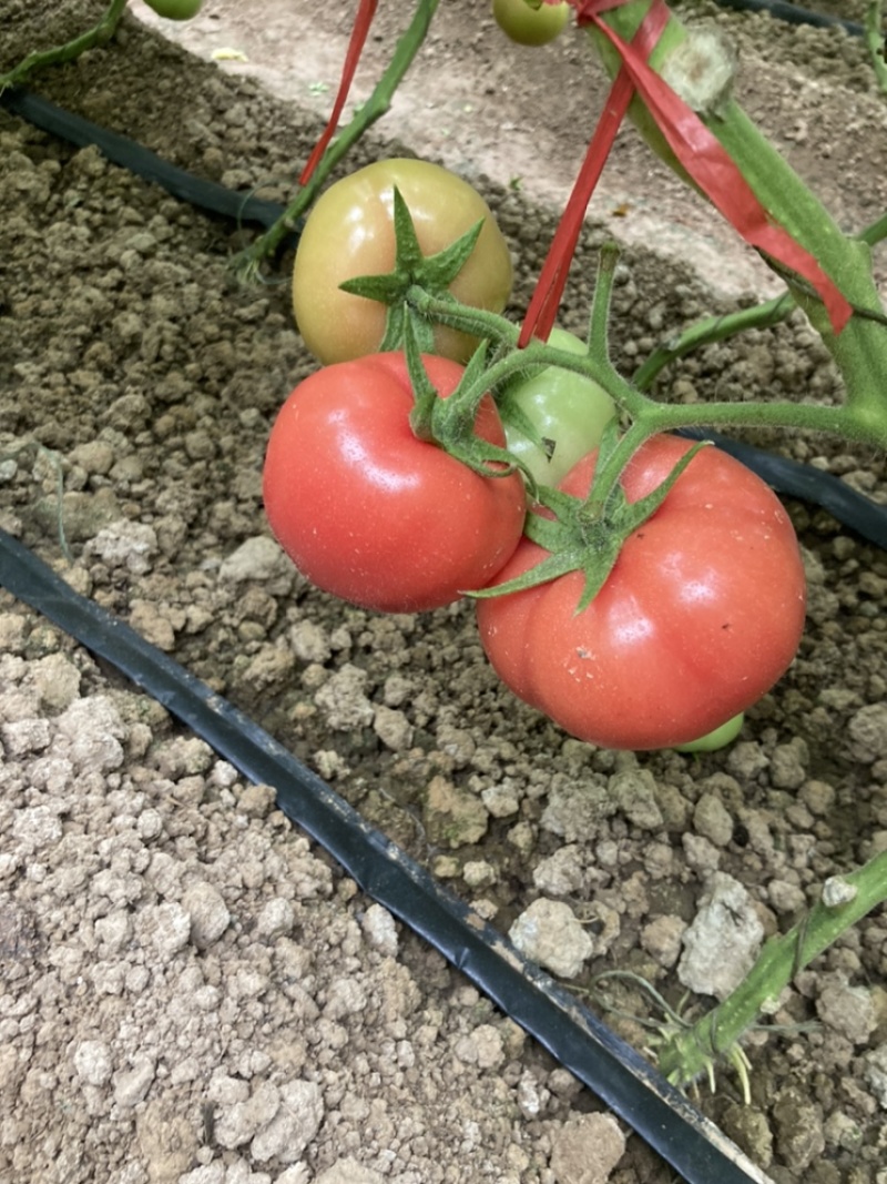 温室硬粉西红柿上市中