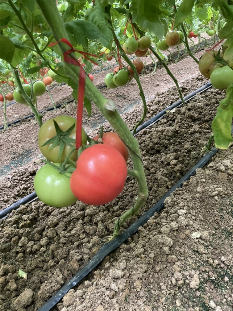 温室硬粉西红柿上市中