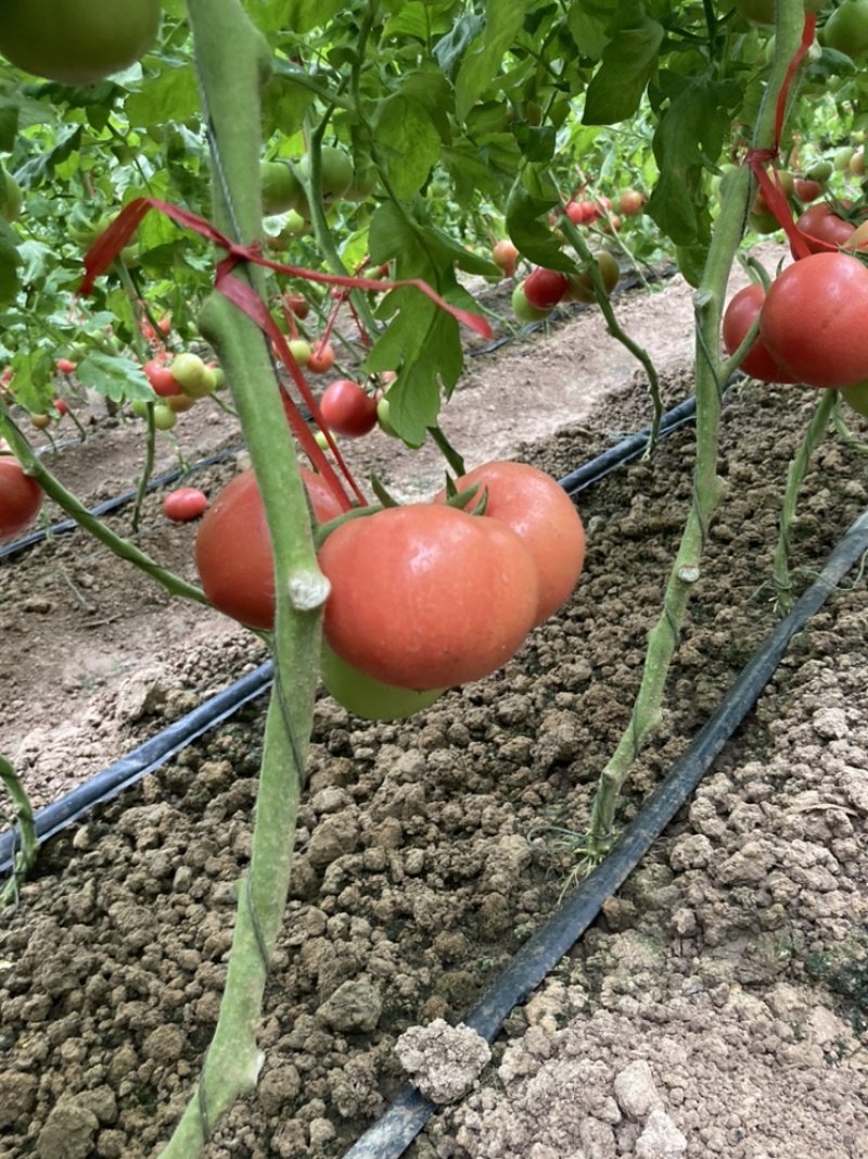 温室硬粉西红柿上市中