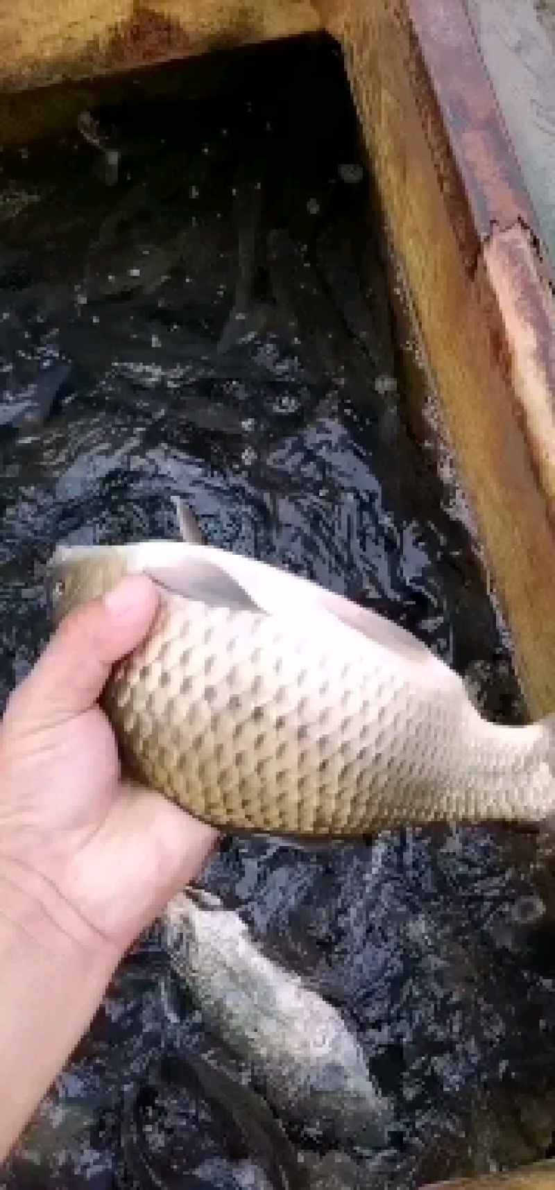 【优质】岳阳生态鲤鱼红尾巴鲤鱼产地直发高端品质量大从优