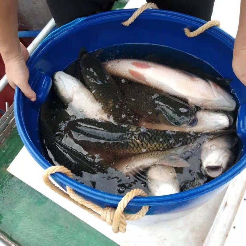 【优质】岳阳生态鲤鱼红尾巴鲤鱼产地直发高端品质量大从优