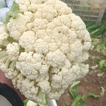 湖北天门有机散花中颗粒，持续出货中，质量好价格优